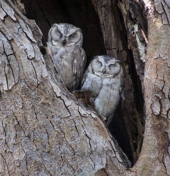 Early morning nap.jpg - Early morning nap